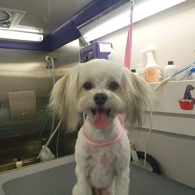 Charlotte Mobile Grooming: The Traveling Groomer