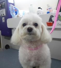 Mobile Pet Grooming Charlotte NC: The Traveling Groomer