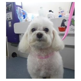 Mobile Pet Grooming Charlotte NC: The Traveling Groomer